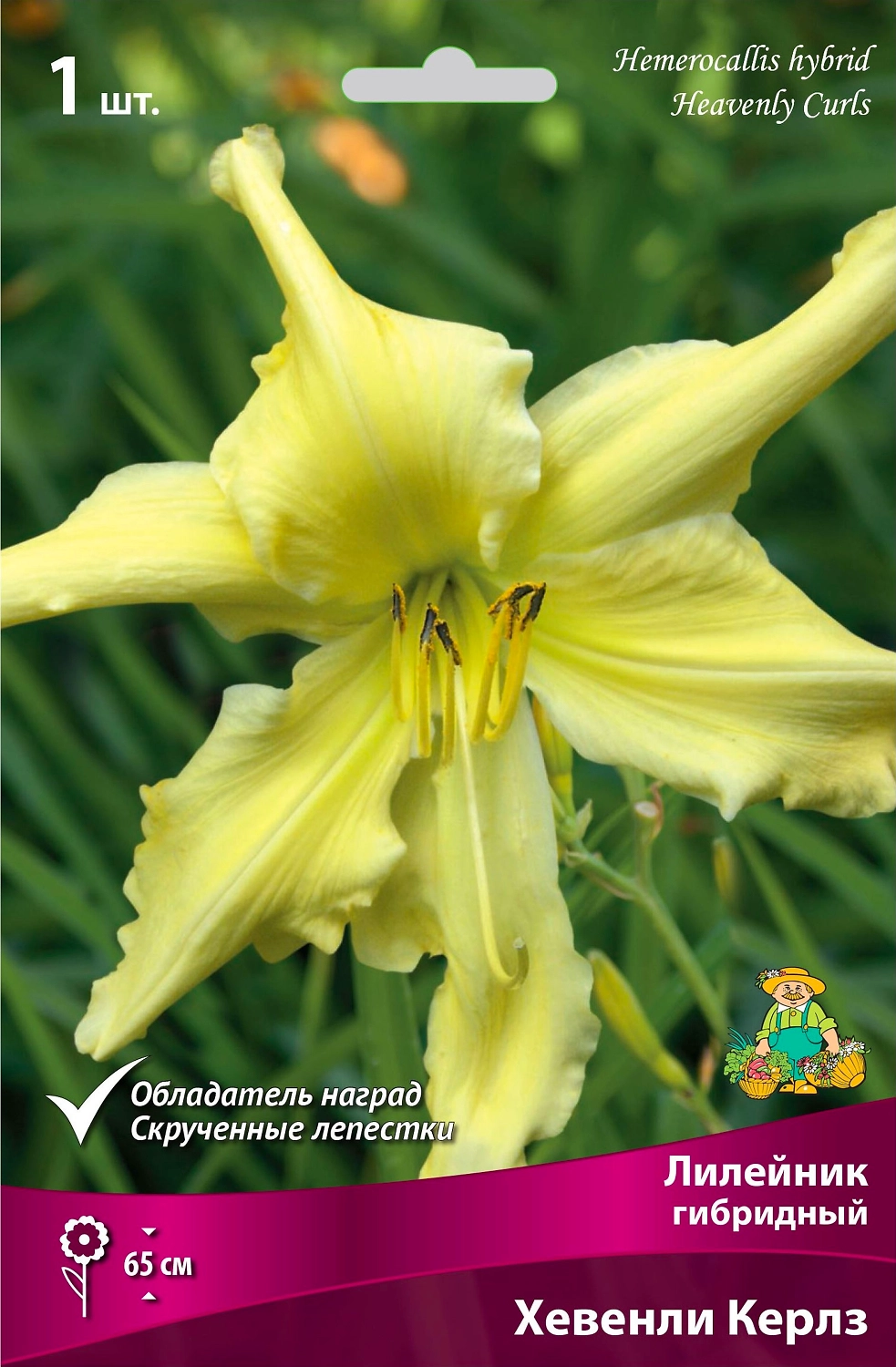 Корневище Лилейника ПОИСК Хевенли Керлз