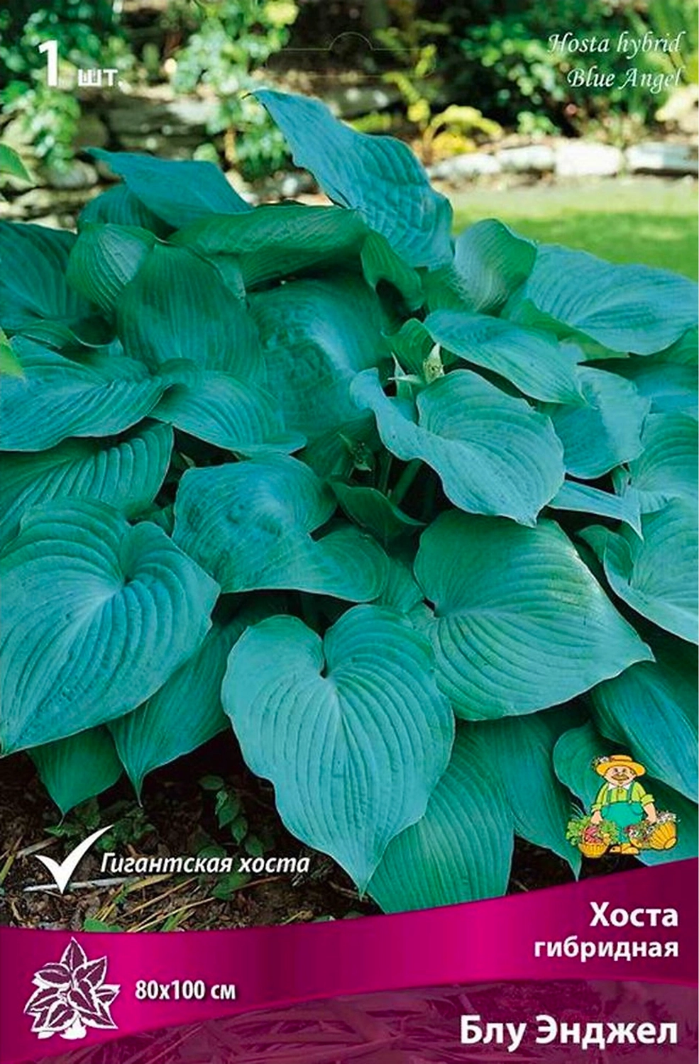 Корневище Хосты ПОИСК Блу Энджел
