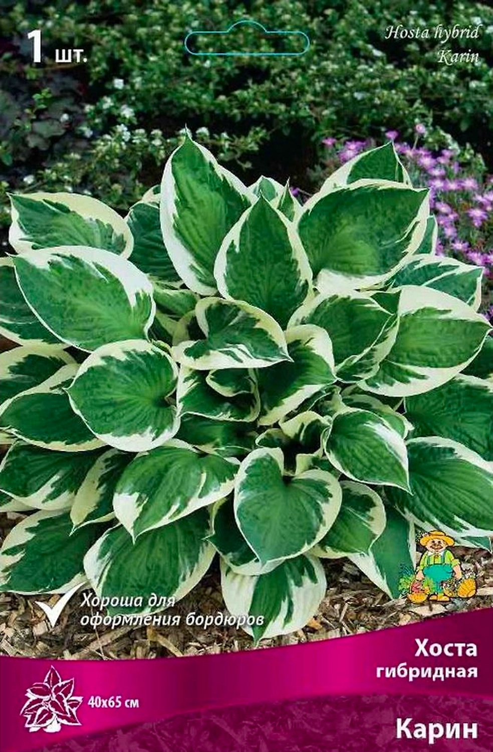 Корневище Хосты ПОИСК Карин