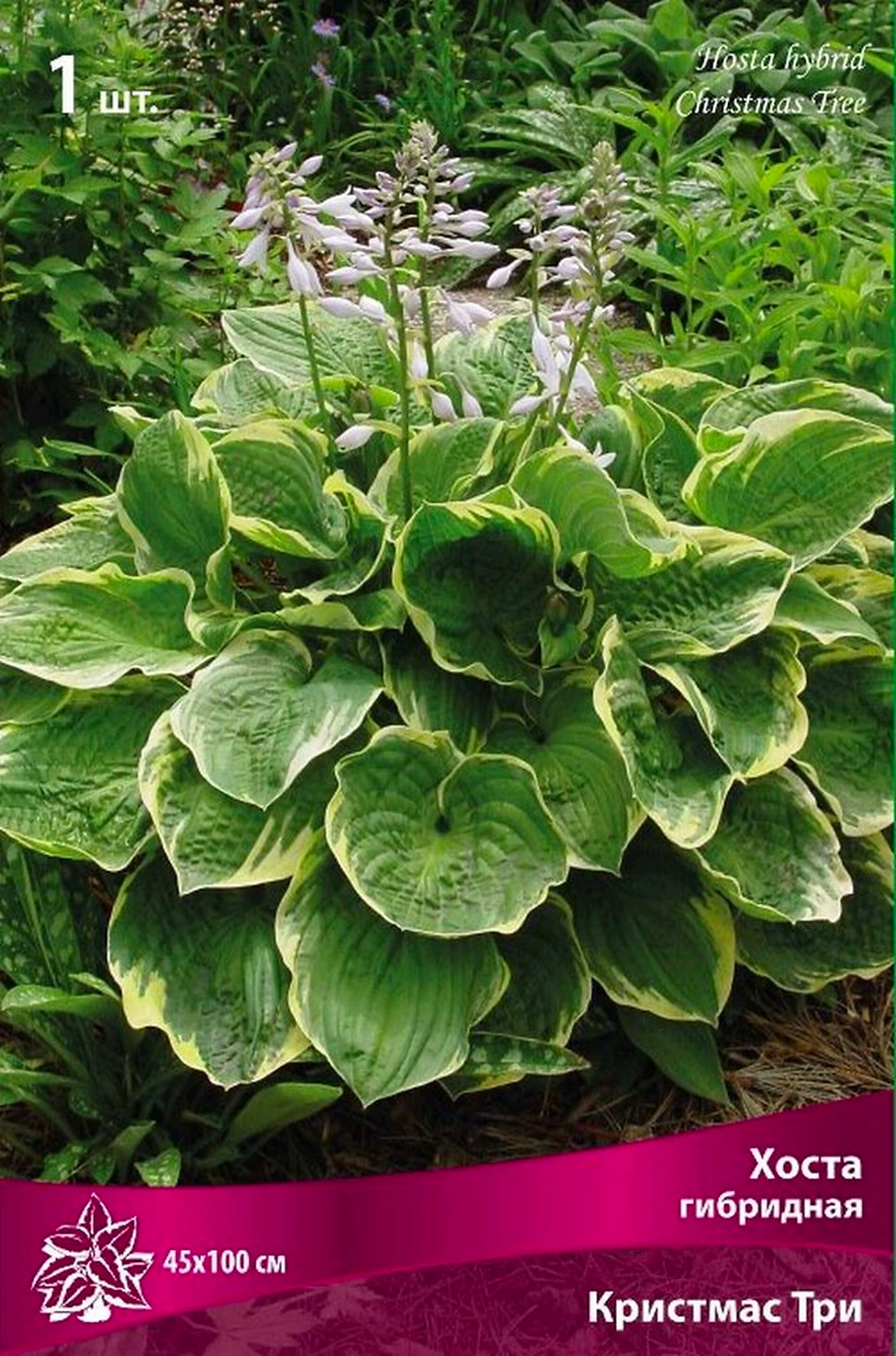 Корневища хоста ПОИСК Крисмас Три 1 шт