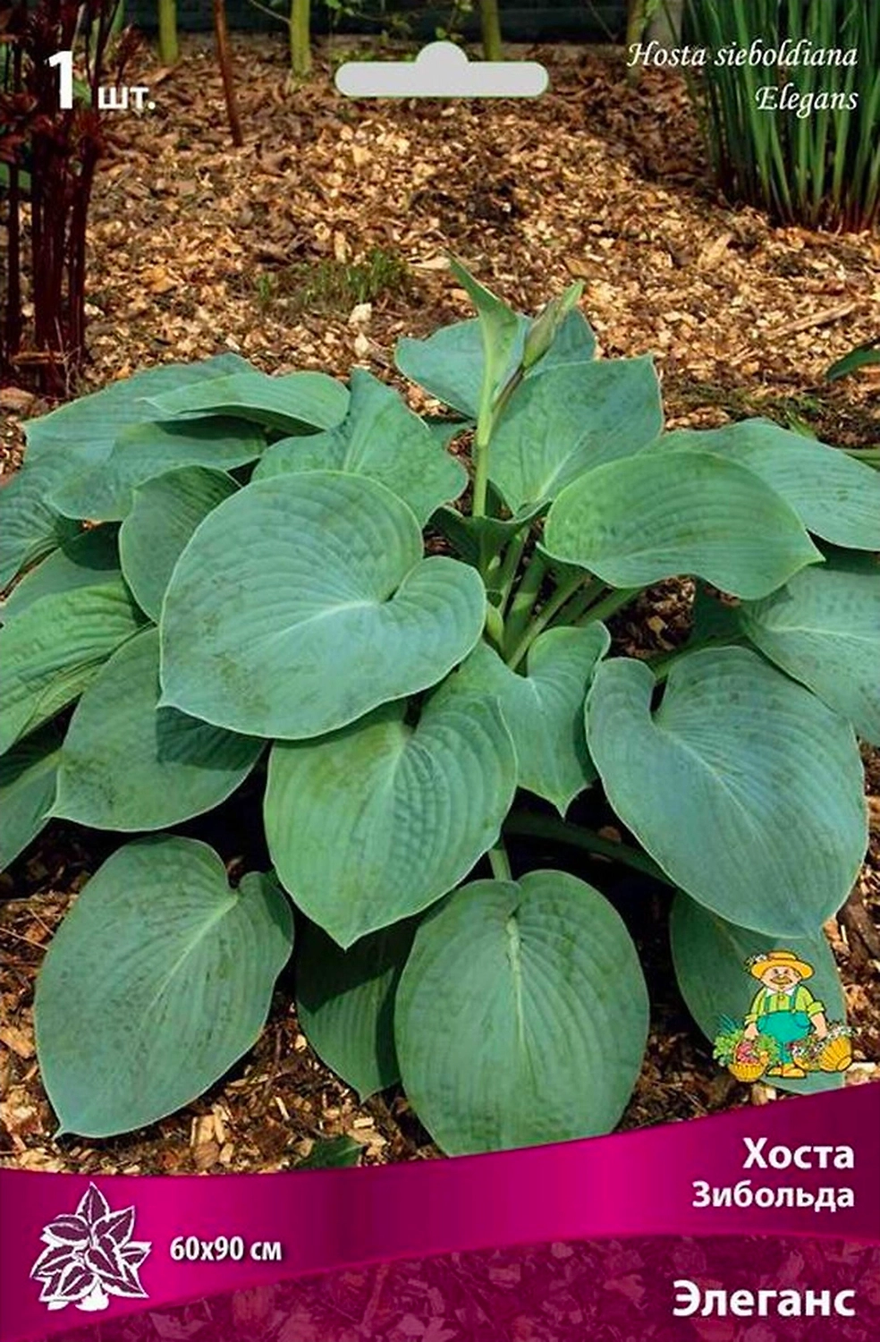 Корневище Хосты ПОИСК Зибольда