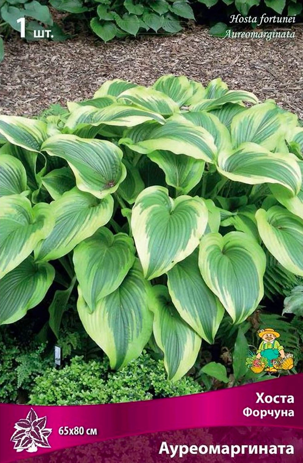 Корневище Хосты ПОИСК Форчуна Ауремаргината