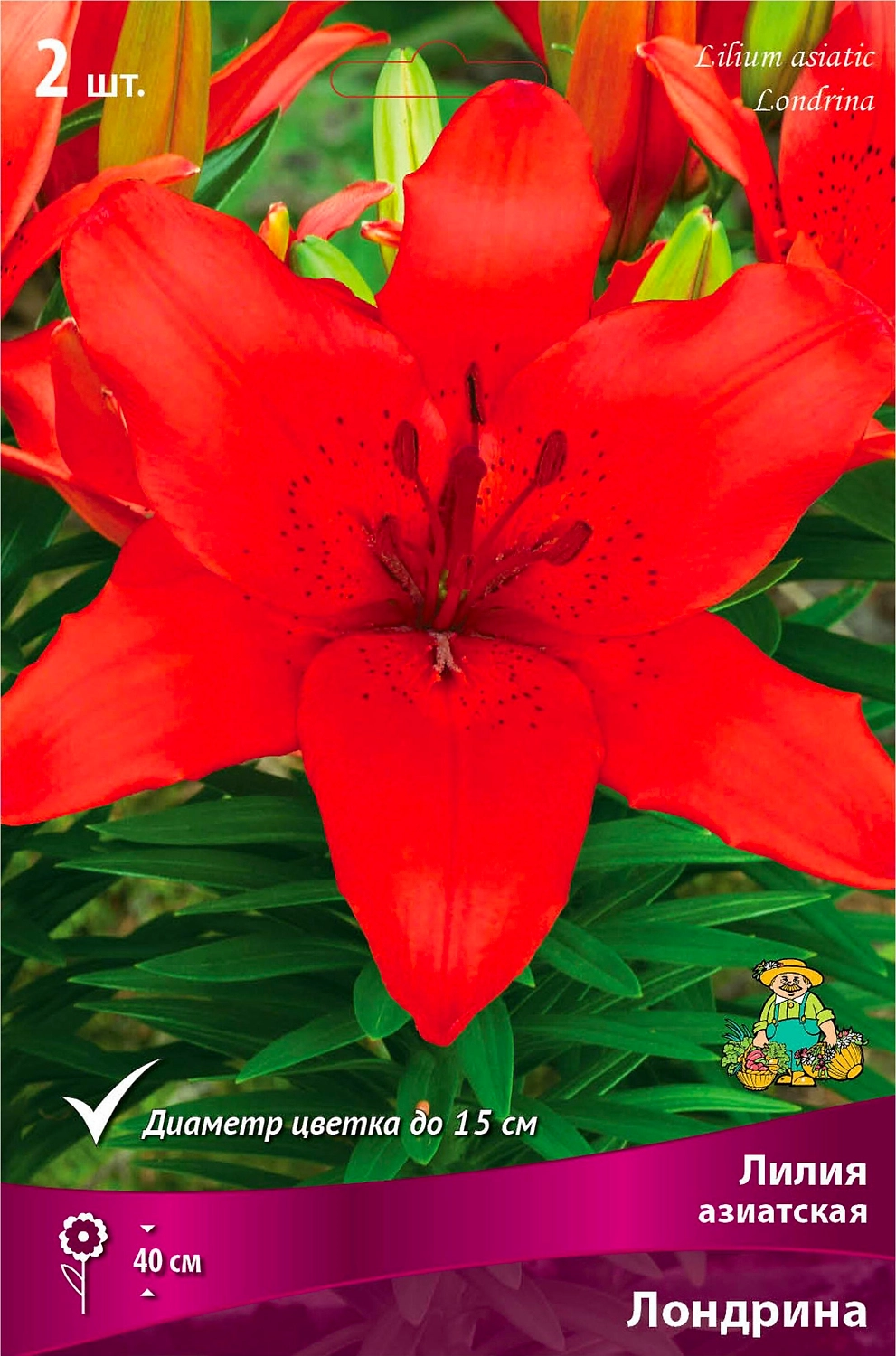 Луковица Лилии ПОИСК Лондрина