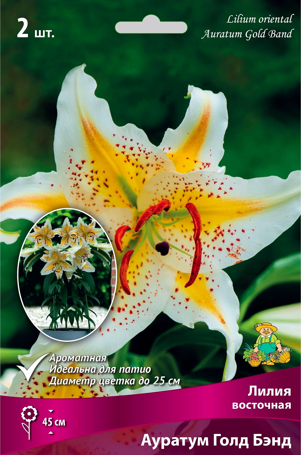 Луковица Лилии ПОИСК Ауратум Голд Бэнд