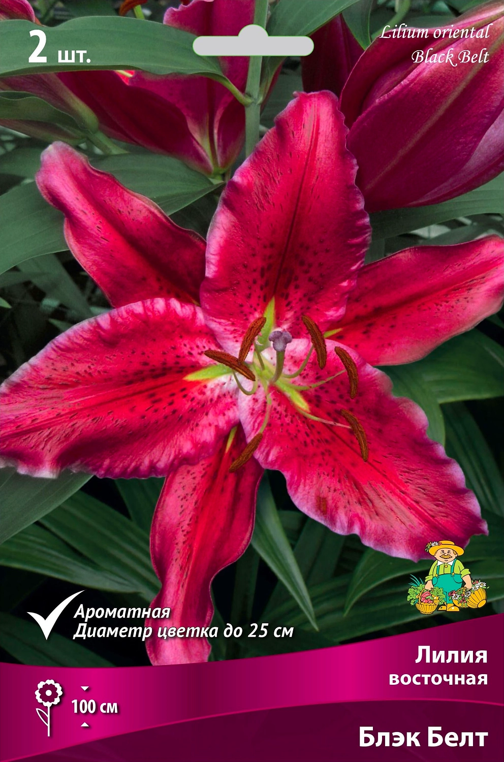 Луковицы лилий ПОИСК Блэк Белт 1 шт