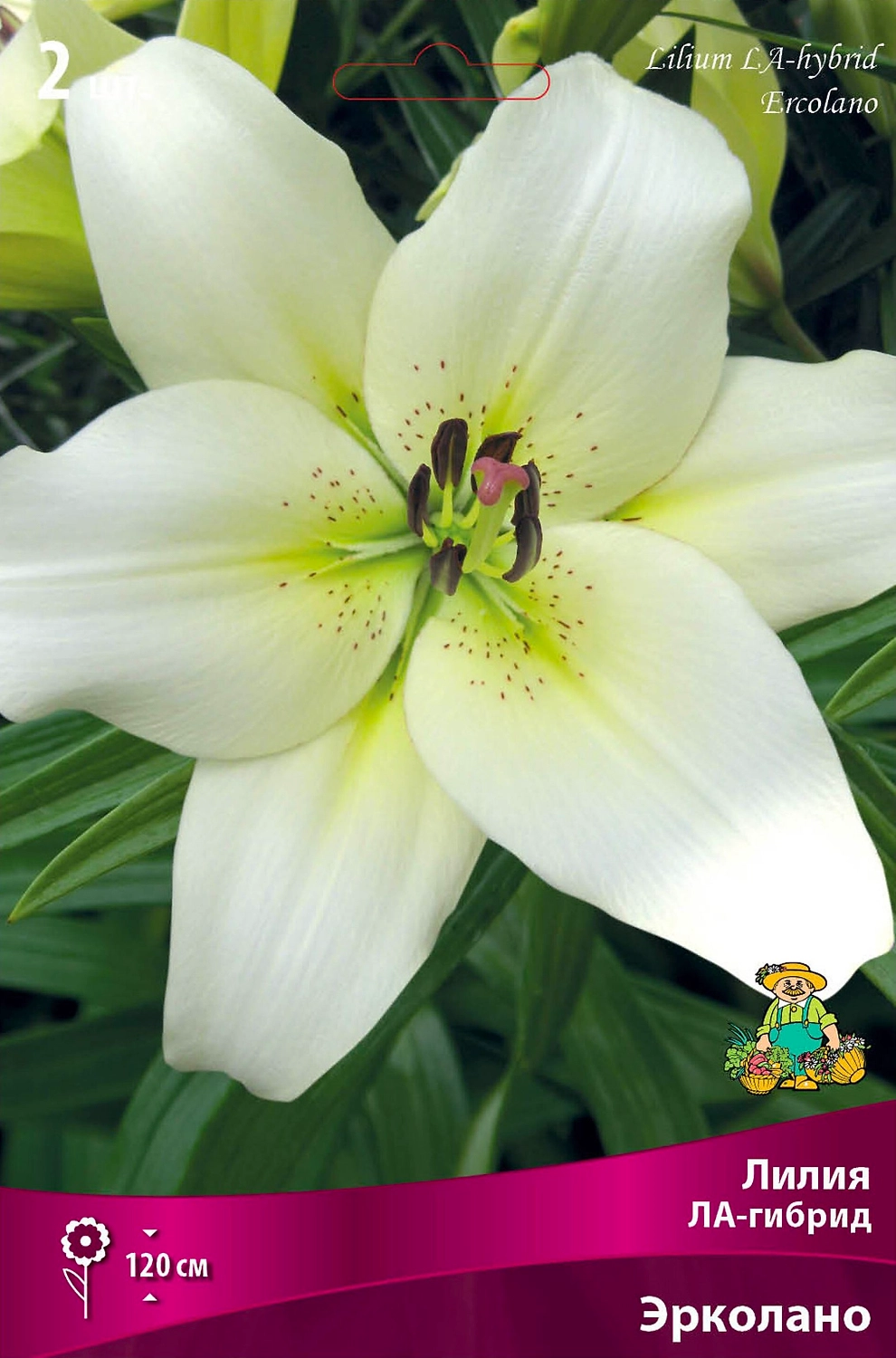 Луковица Лилии ПОИСК Эрколано