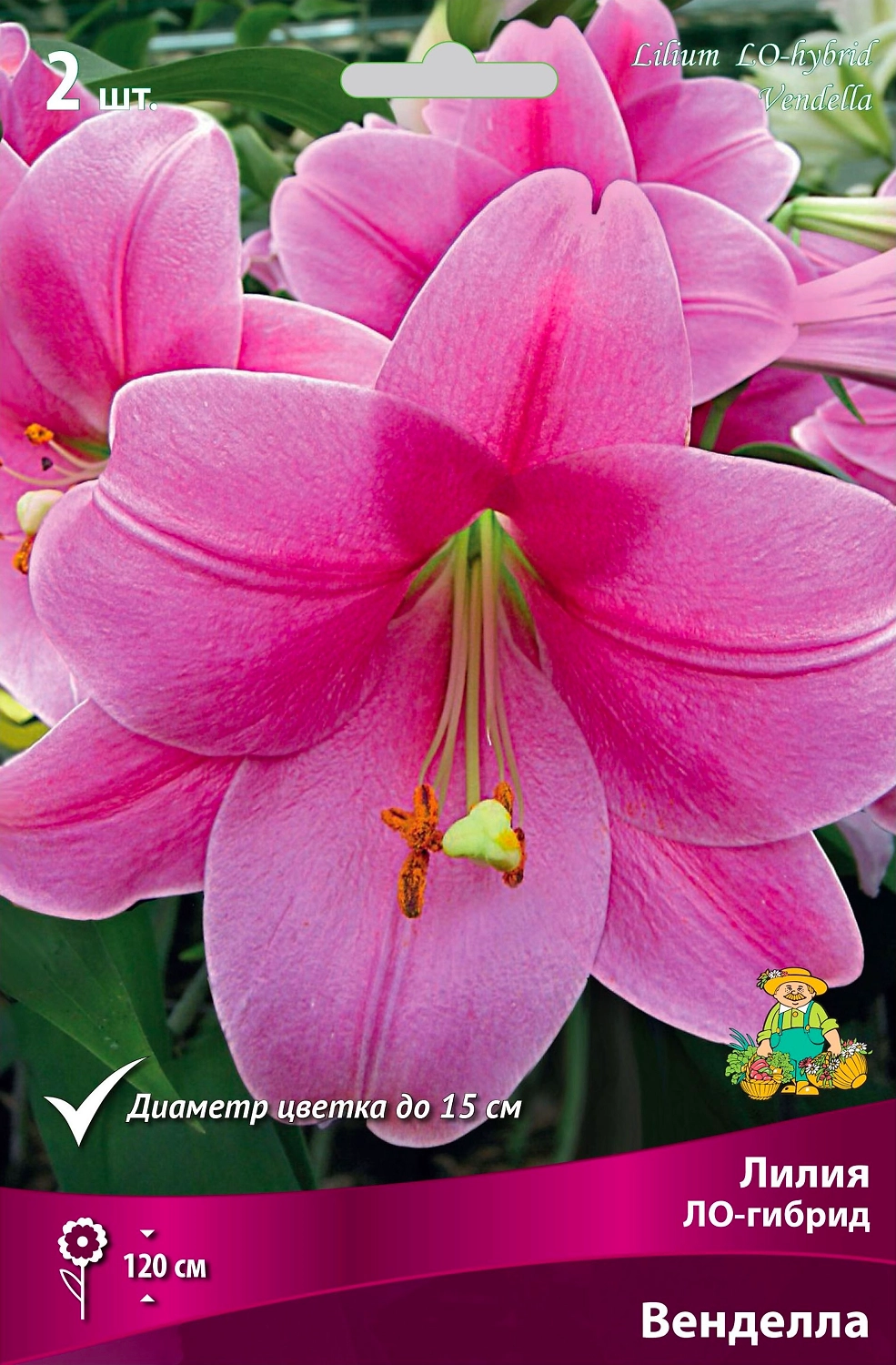 Луковицы лилий ПОИСК Венделла 1 шт