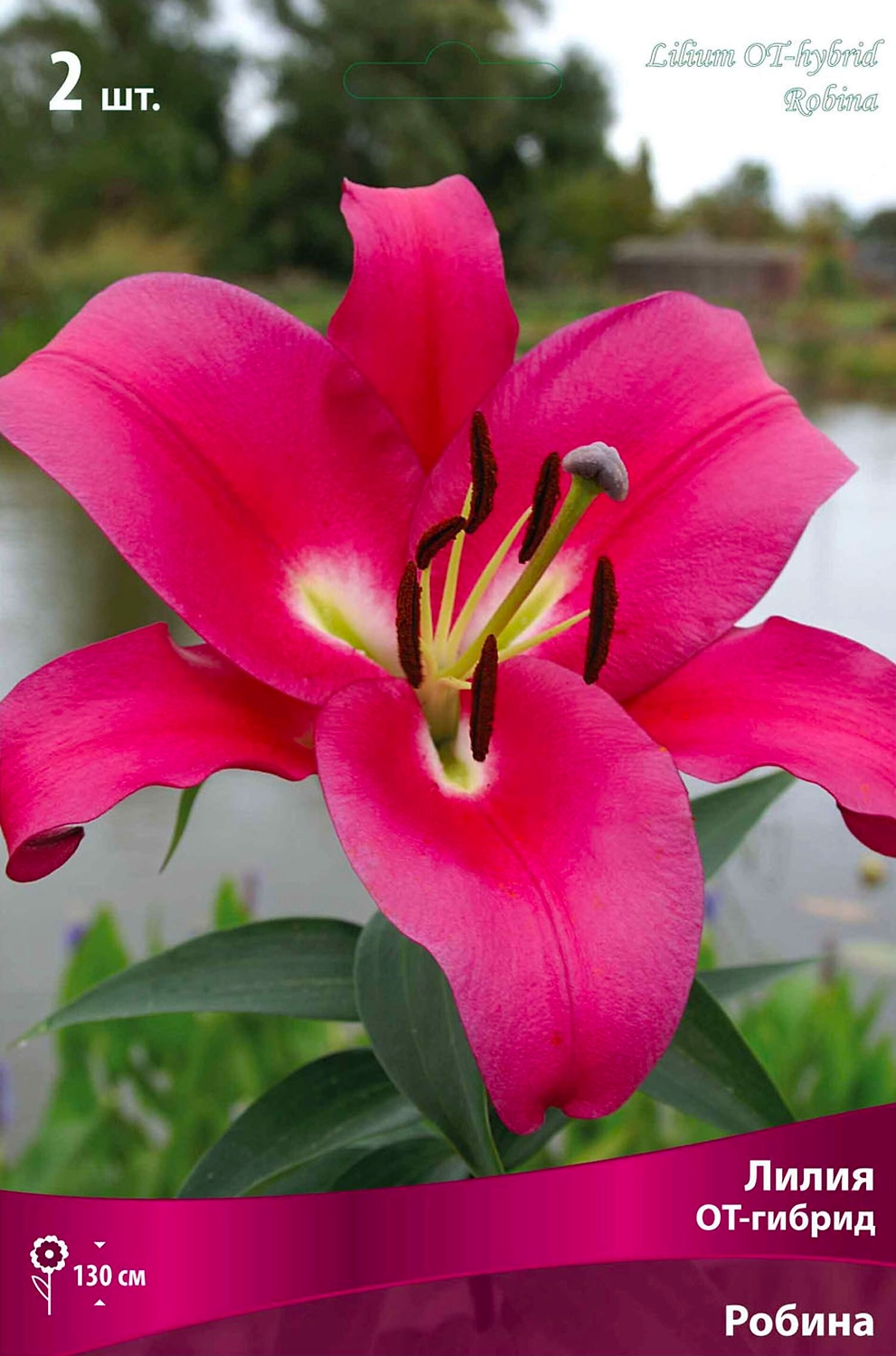 Луковица Лилии ПОИСК Робина