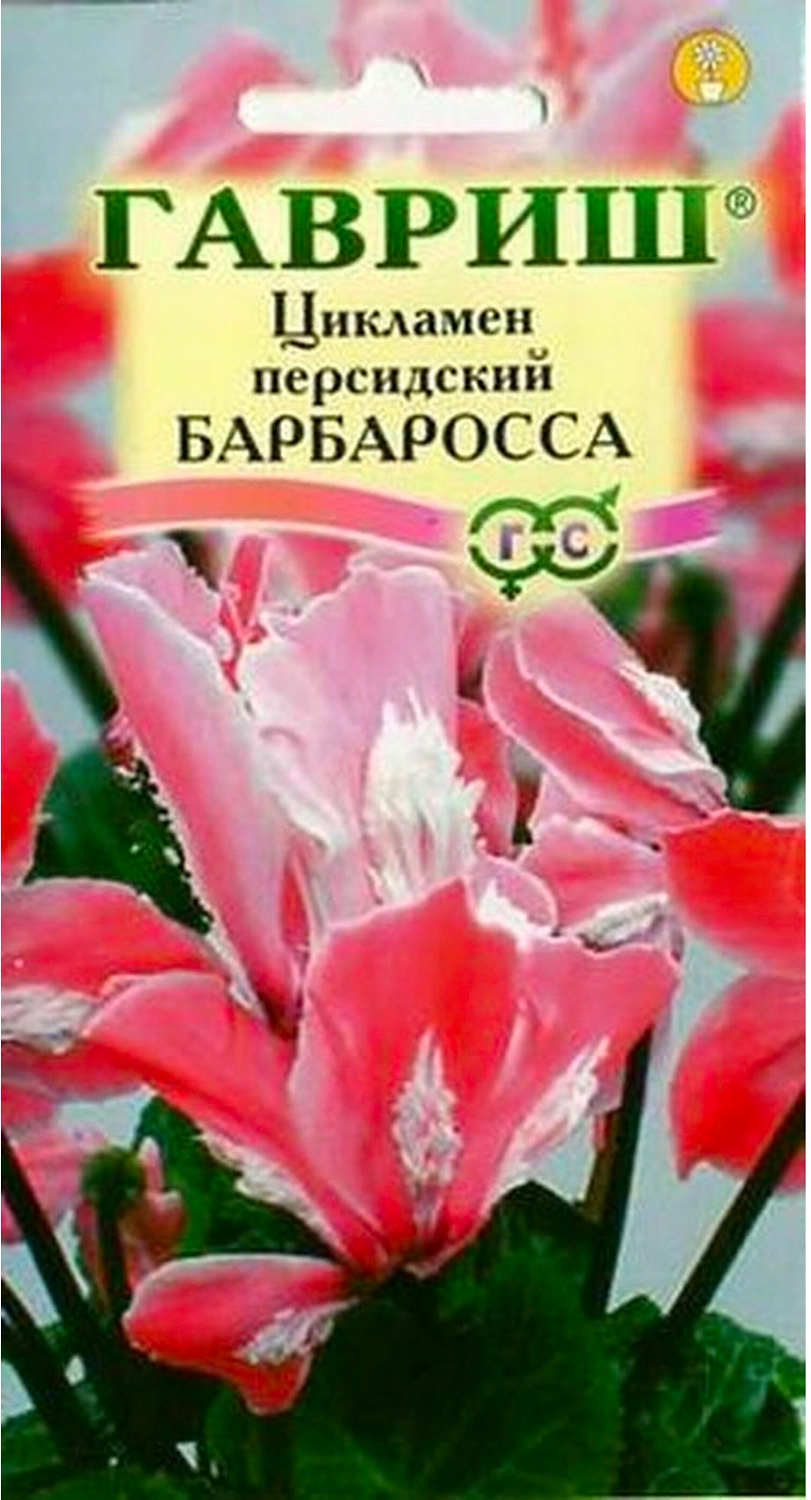 Семена Цикламена персидского ГАВРИШ Барбаросса 3 шт