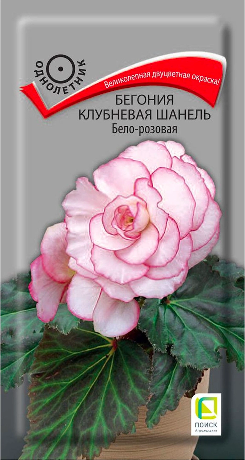 Семена Бегонии ПОИСК Шанель бело-розовая 5 шт