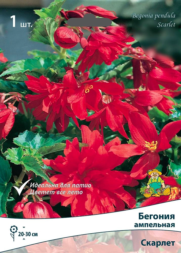 Луковица Бегонии ампельной ПОИСК Скарлет