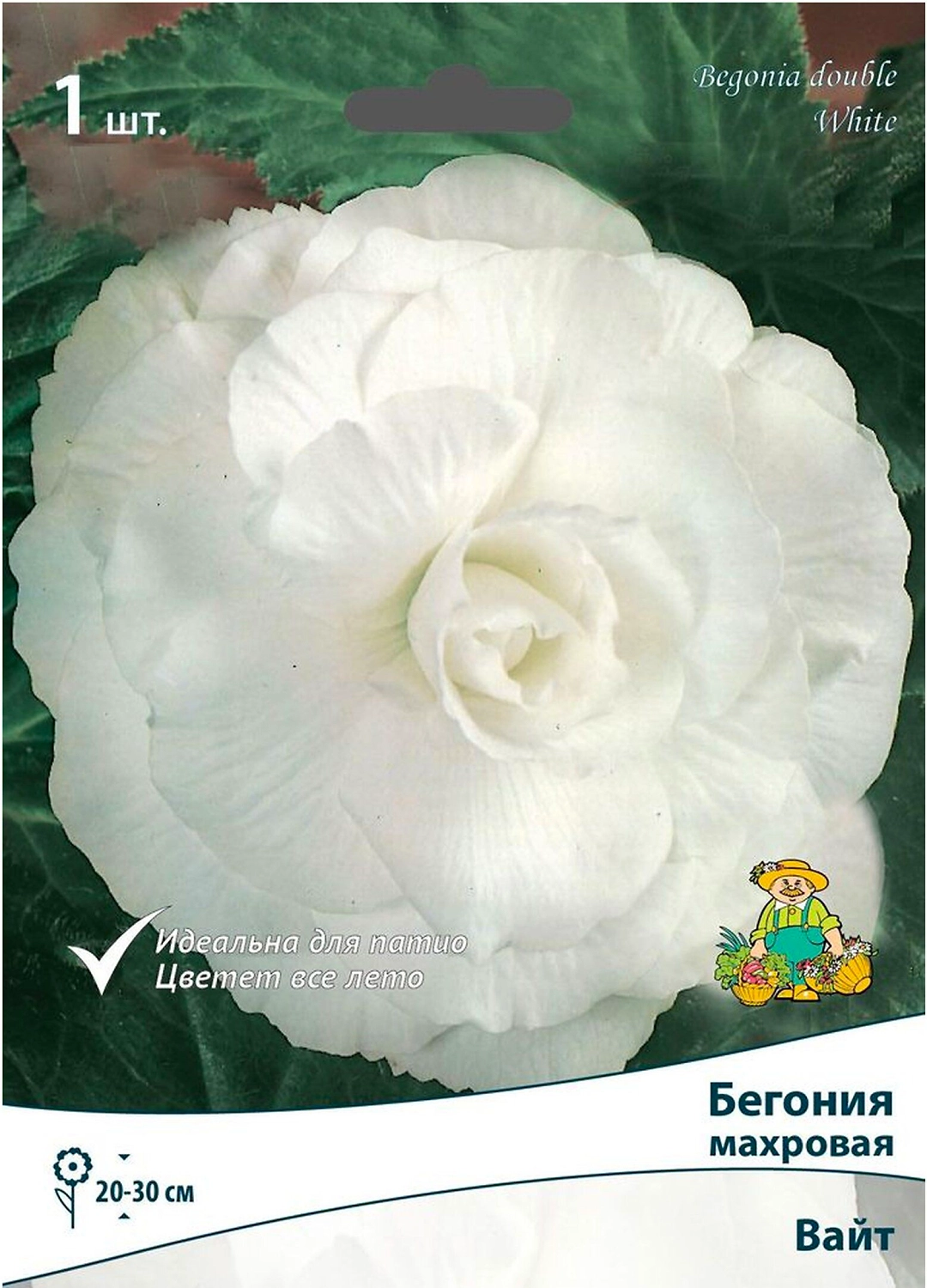 Клубень Бегонии ПОИСК Вайт