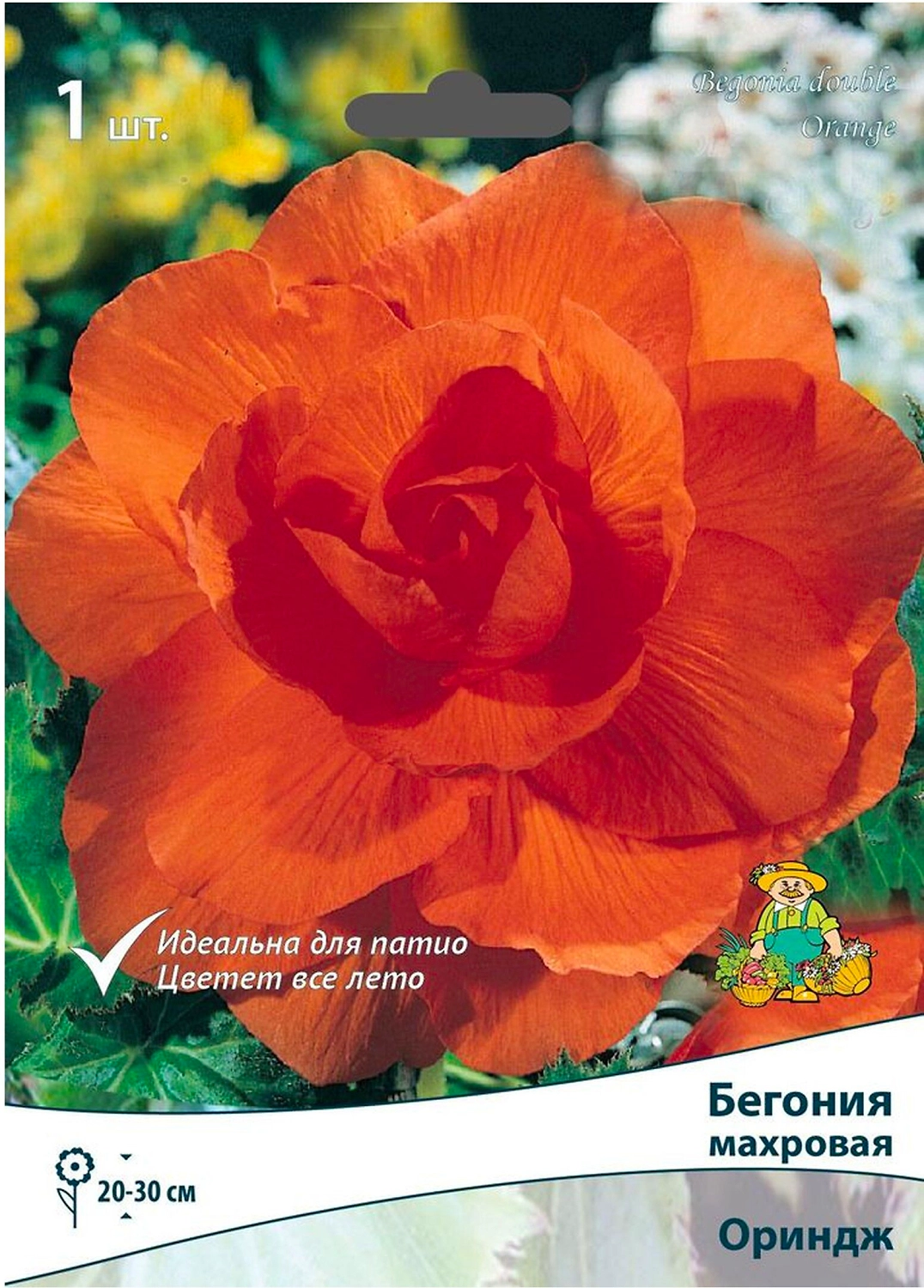 Клубень Бегонии ПОИСК Ориндж