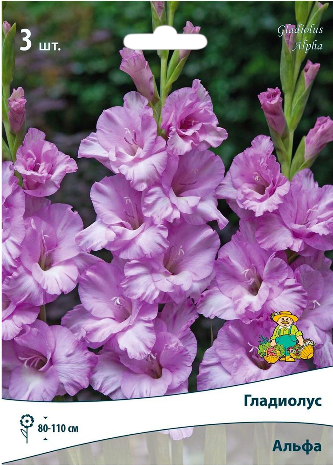Луковицы Гладиолуса ПОИСК Альфа 3 шт