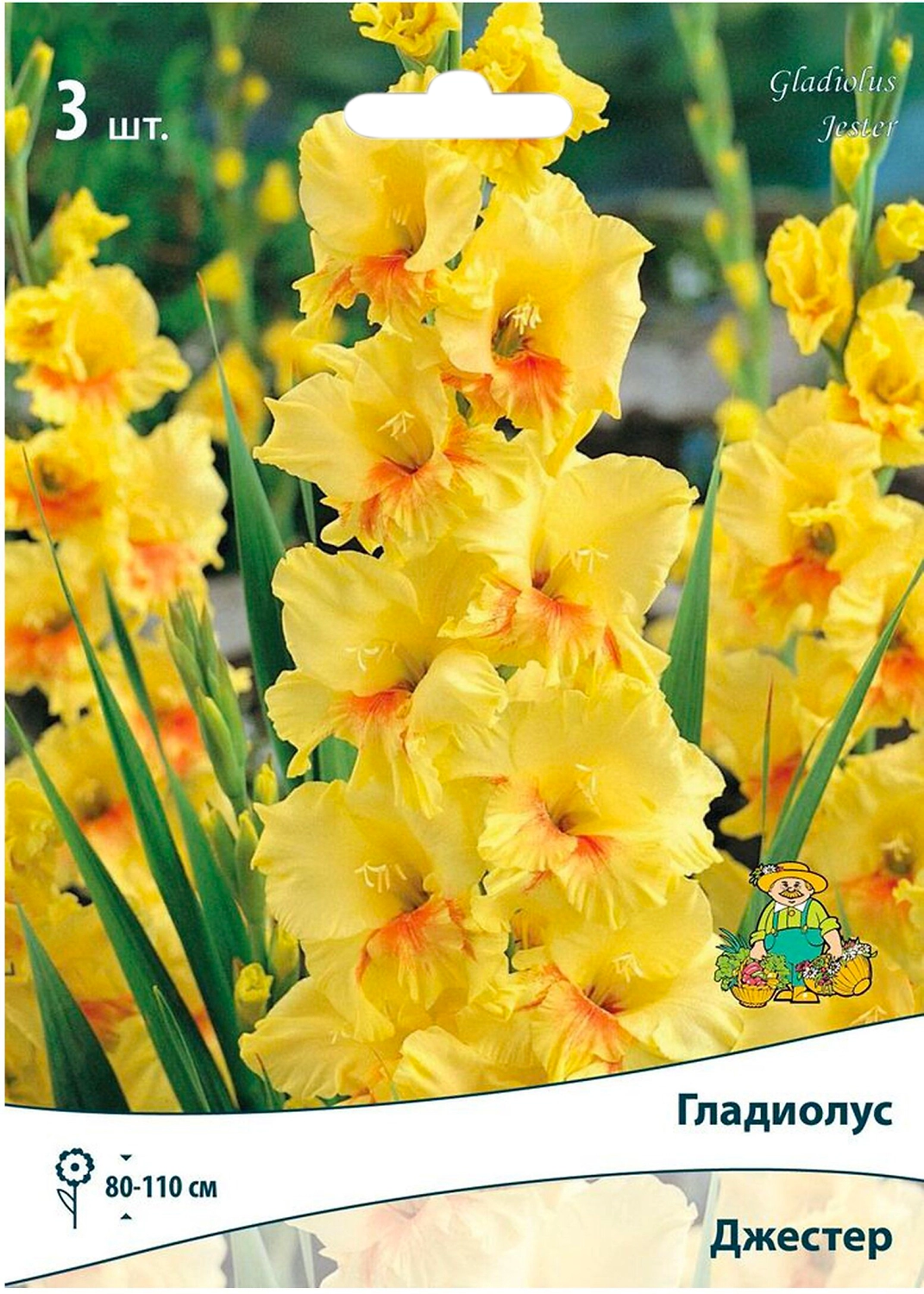 Луковицы Гладиолуса ПОИСК Джестер 3 шт