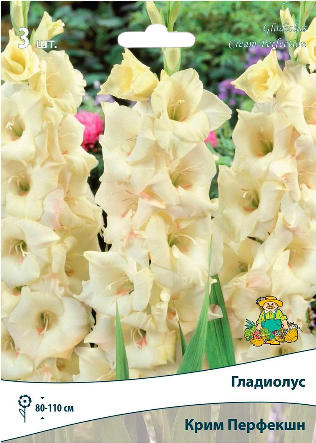 Луковицы Гладиолуса ПОИСК Крим Перфекшн 3 шт