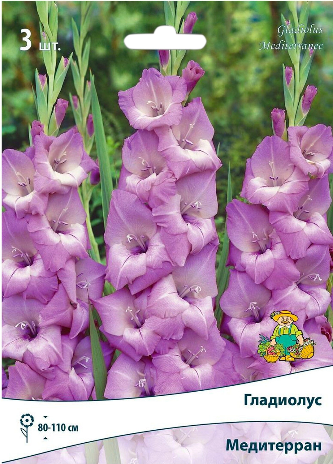 Луковицы Гладиолуса ПОИСК Медитерран 3 шт