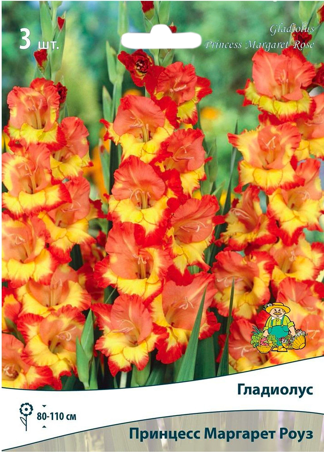 Луковицы гладиолус ПОИСК Принцесс Маргарет Роуз 3 шт