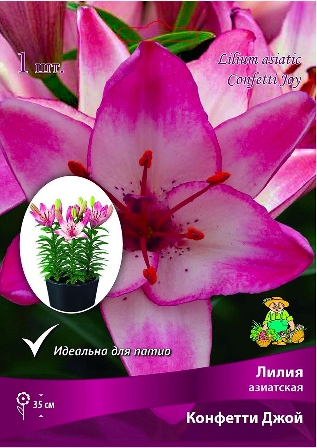Луковицы лилии ПОИСК Конфетти Джой 1 шт