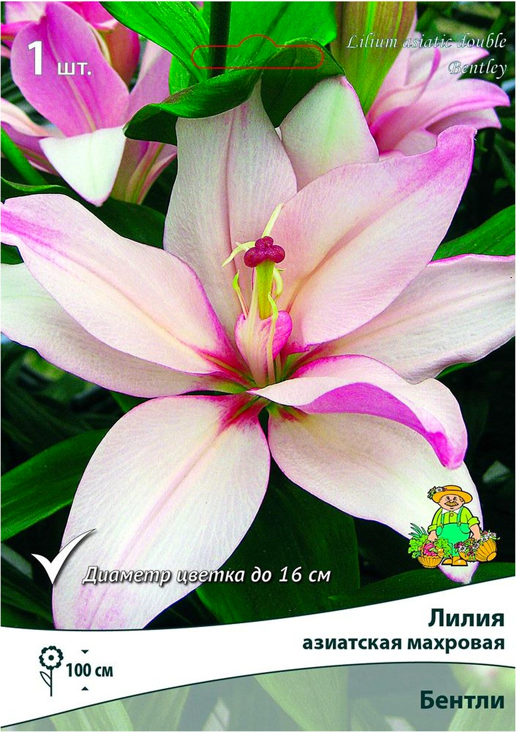 Луковица Лилии ПОИСК Бентли