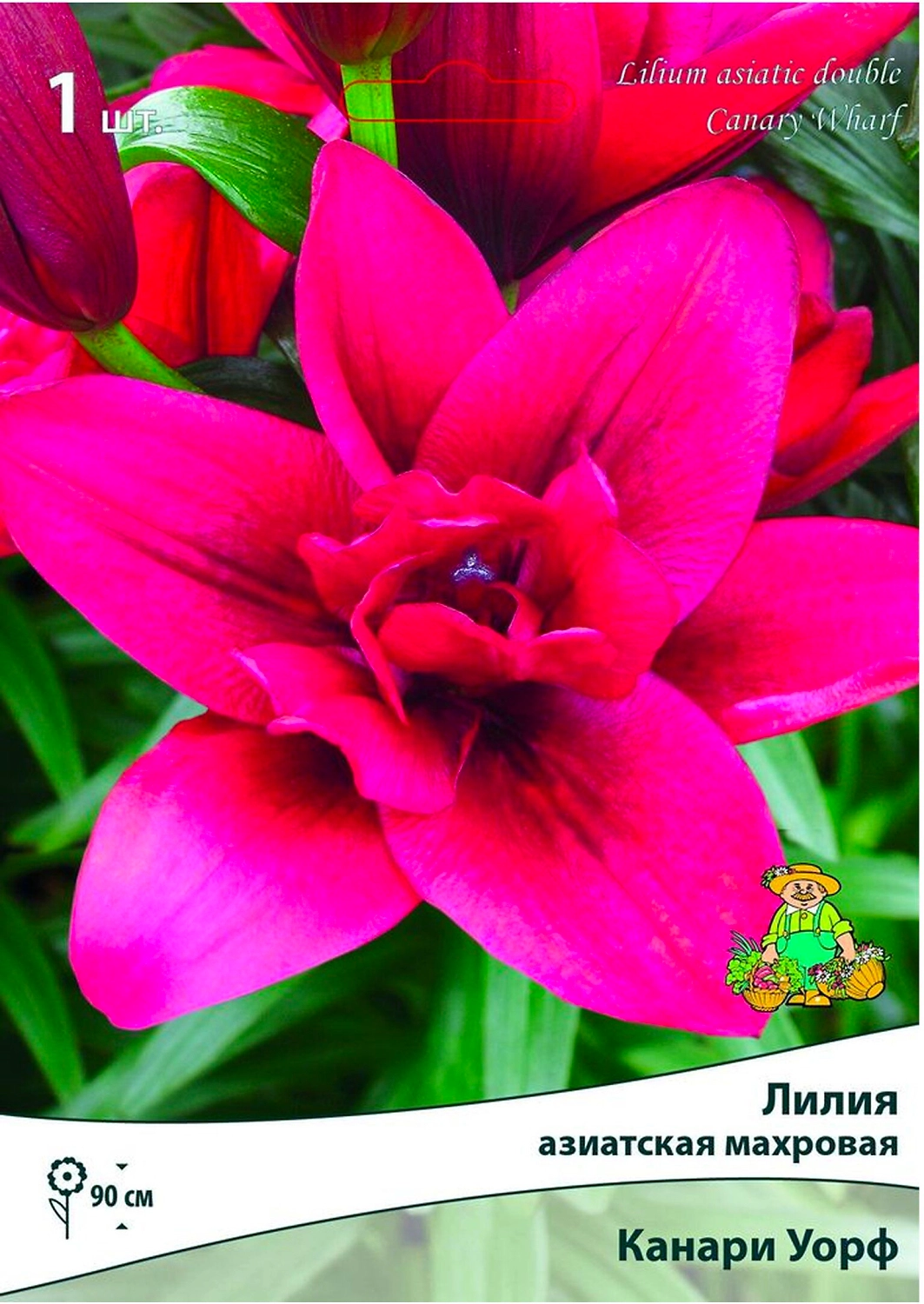 Луковицы лилии ПОИСК Канари Уорф 1 шт