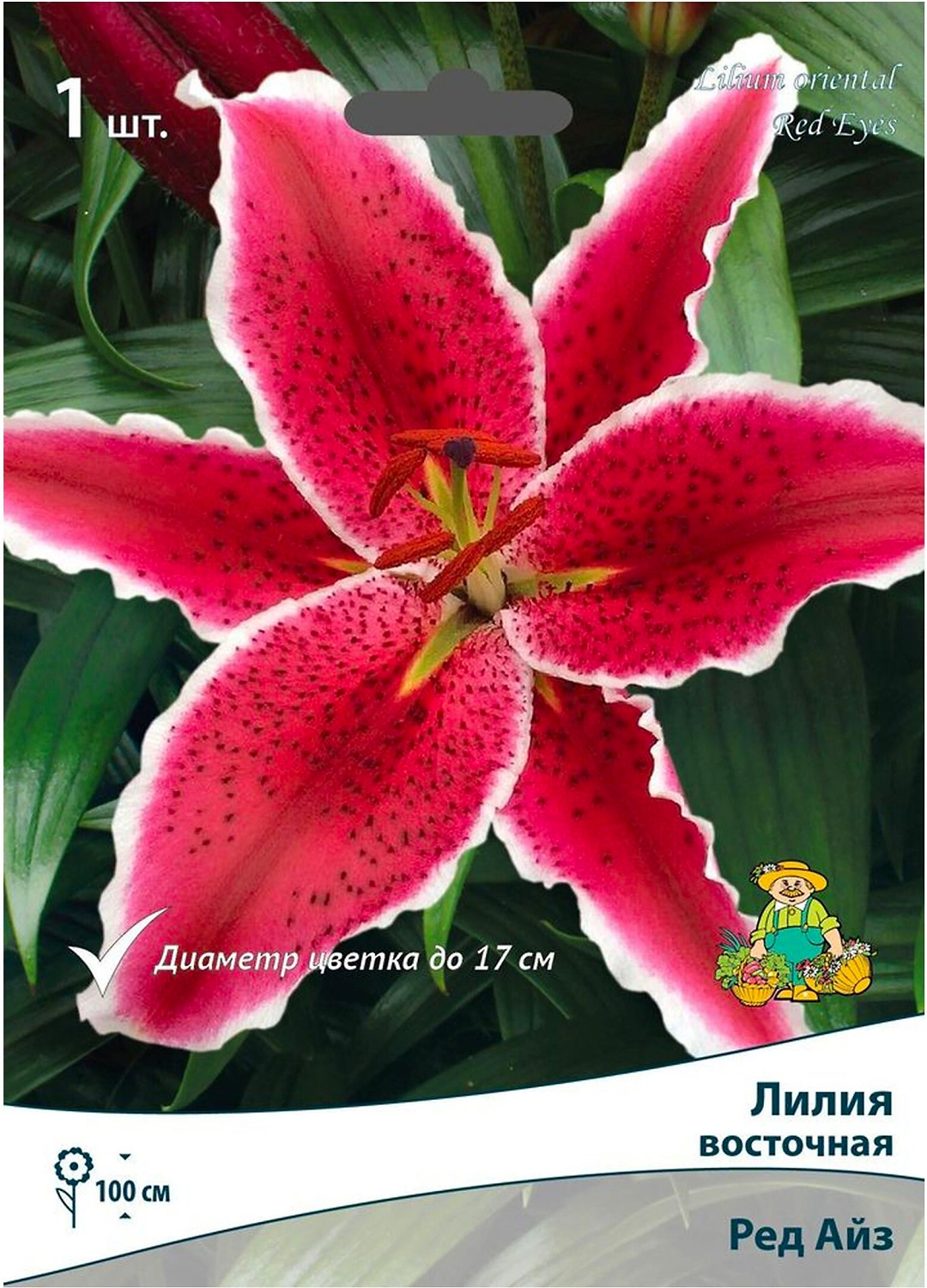 Луковица Лилии ПОИСК Ред Айз