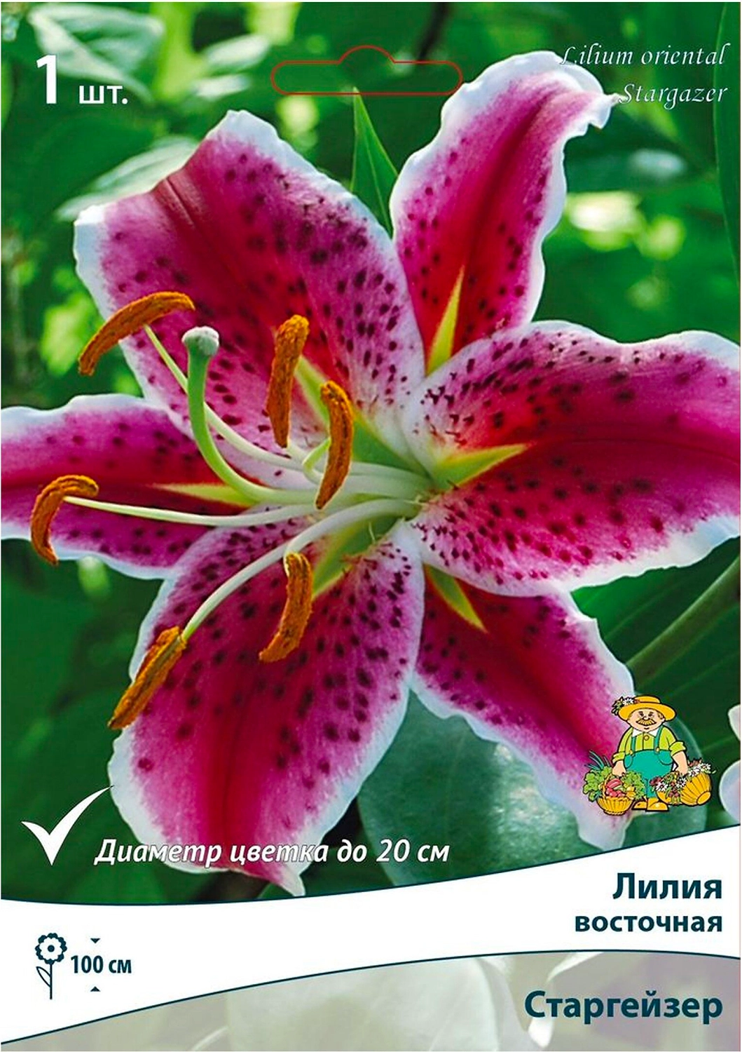 Луковица лилии ПОИСК Старгейзер