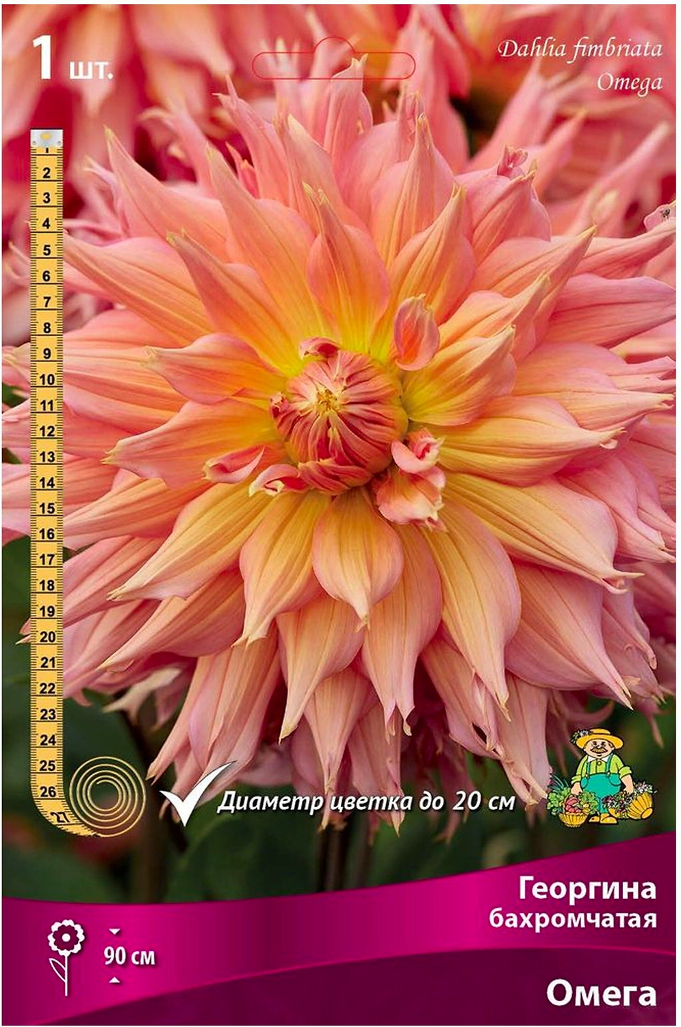 Клубень Георгины ПОИСК Омега