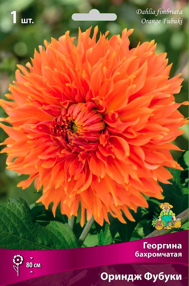 Семена Георгина многолетняя ориндж фубуки 1 шт