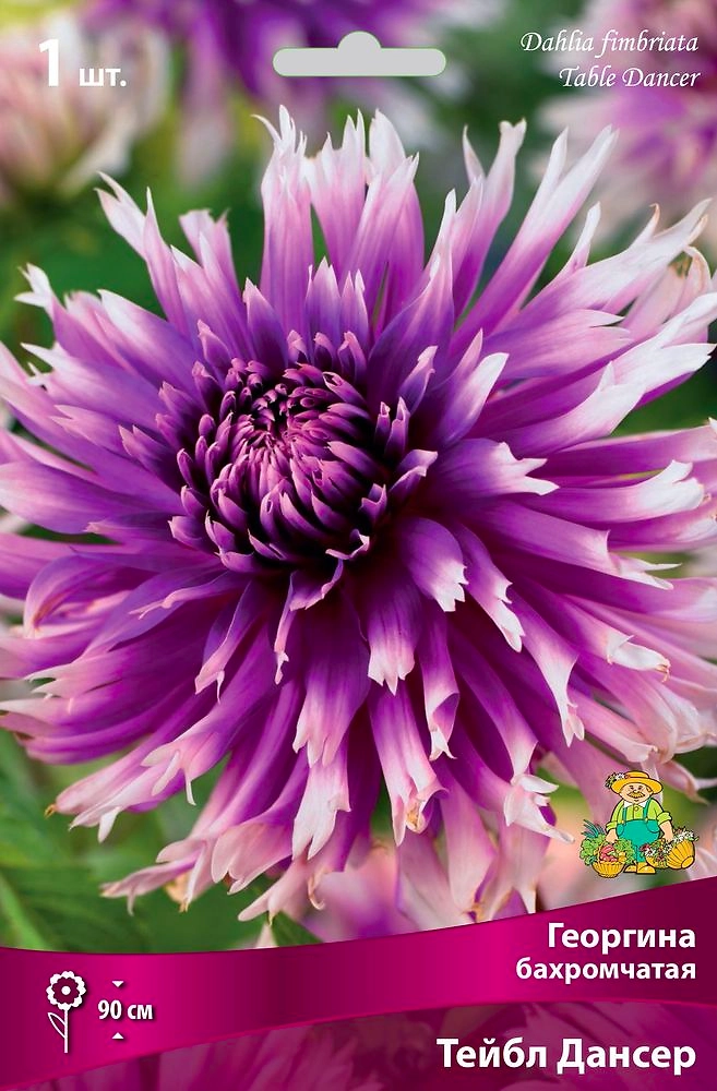 Семена Георгина многолетняя тейбл дансер 1 шт