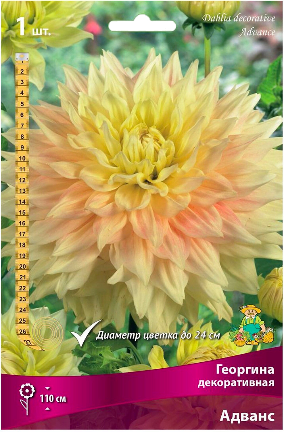 Клубень Георгины ПОИСК Адванс