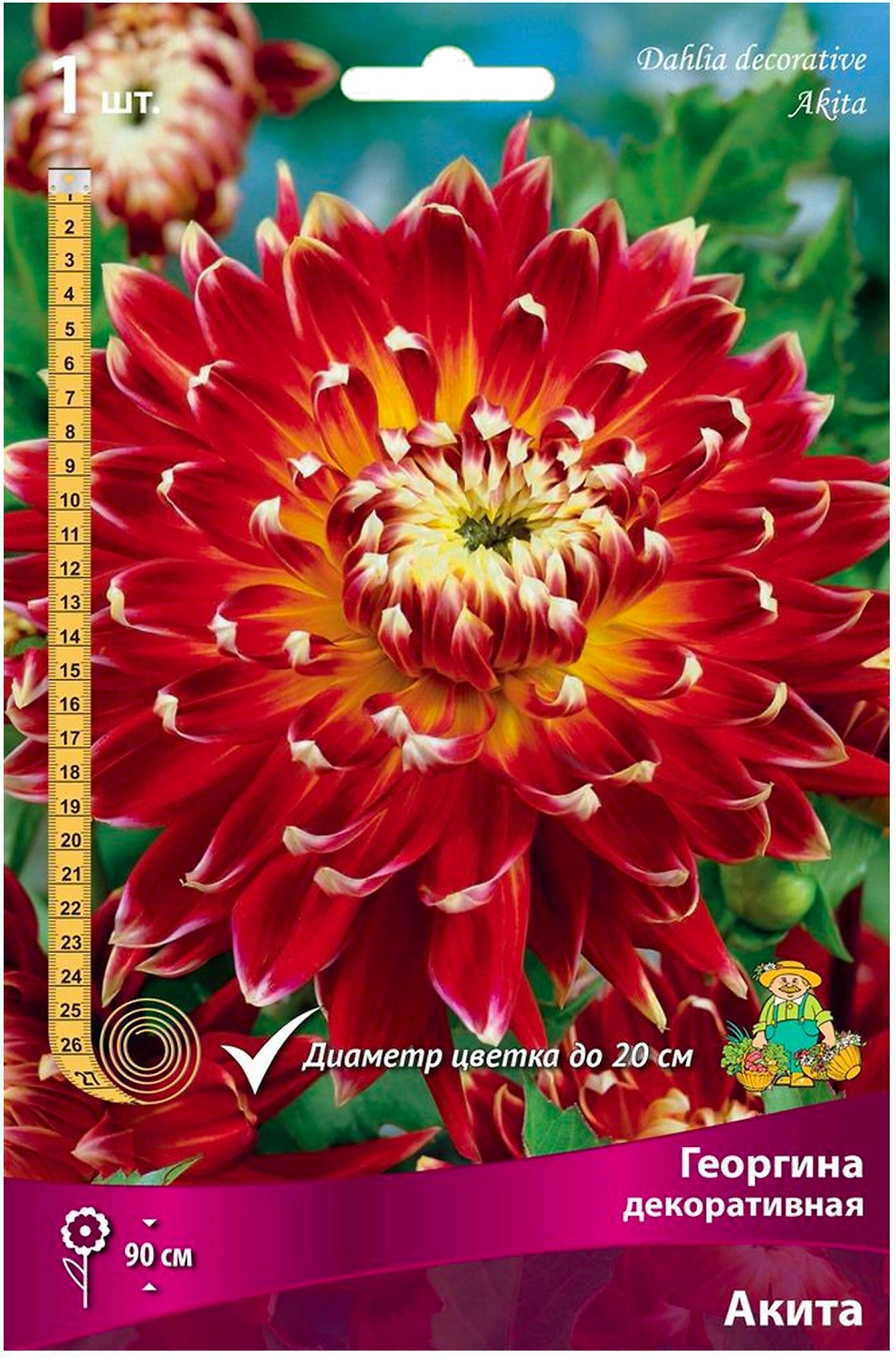 Клубень георгины ПОИСК Акита 1 шт