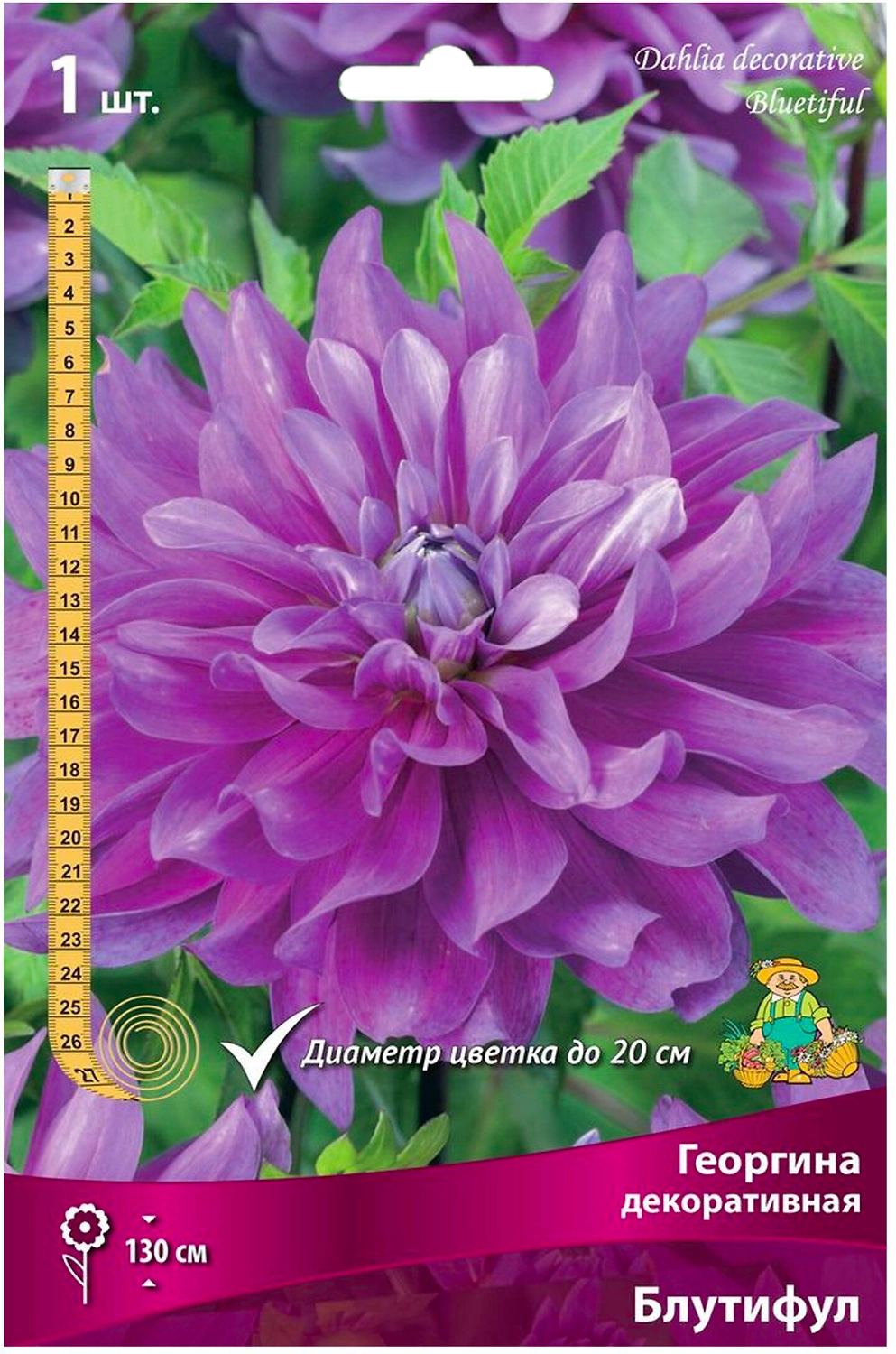 Клубень георгины ПОИСК Блутифул 1 шт