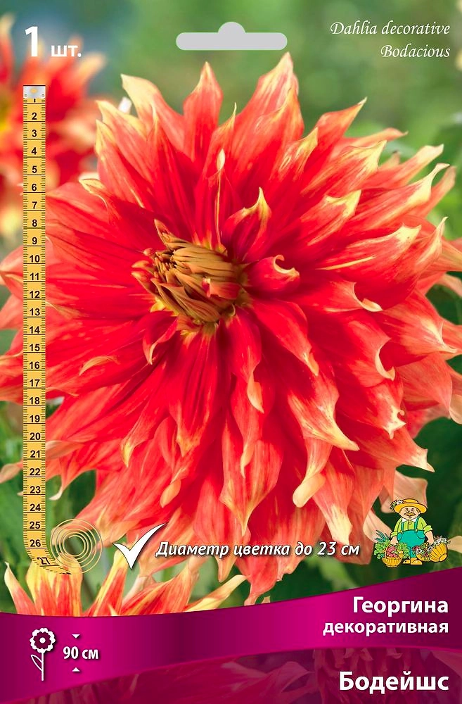 Семена Георгина многолетняя декоративная Бодейшс 1 шт