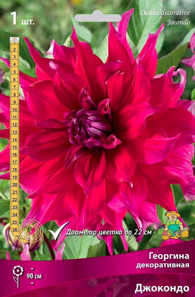 Семена Георгина многолетняя декоративная Джокондо 1 шт