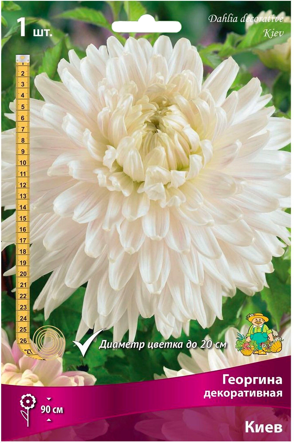 Клубень Георгины ПОИСК Киев