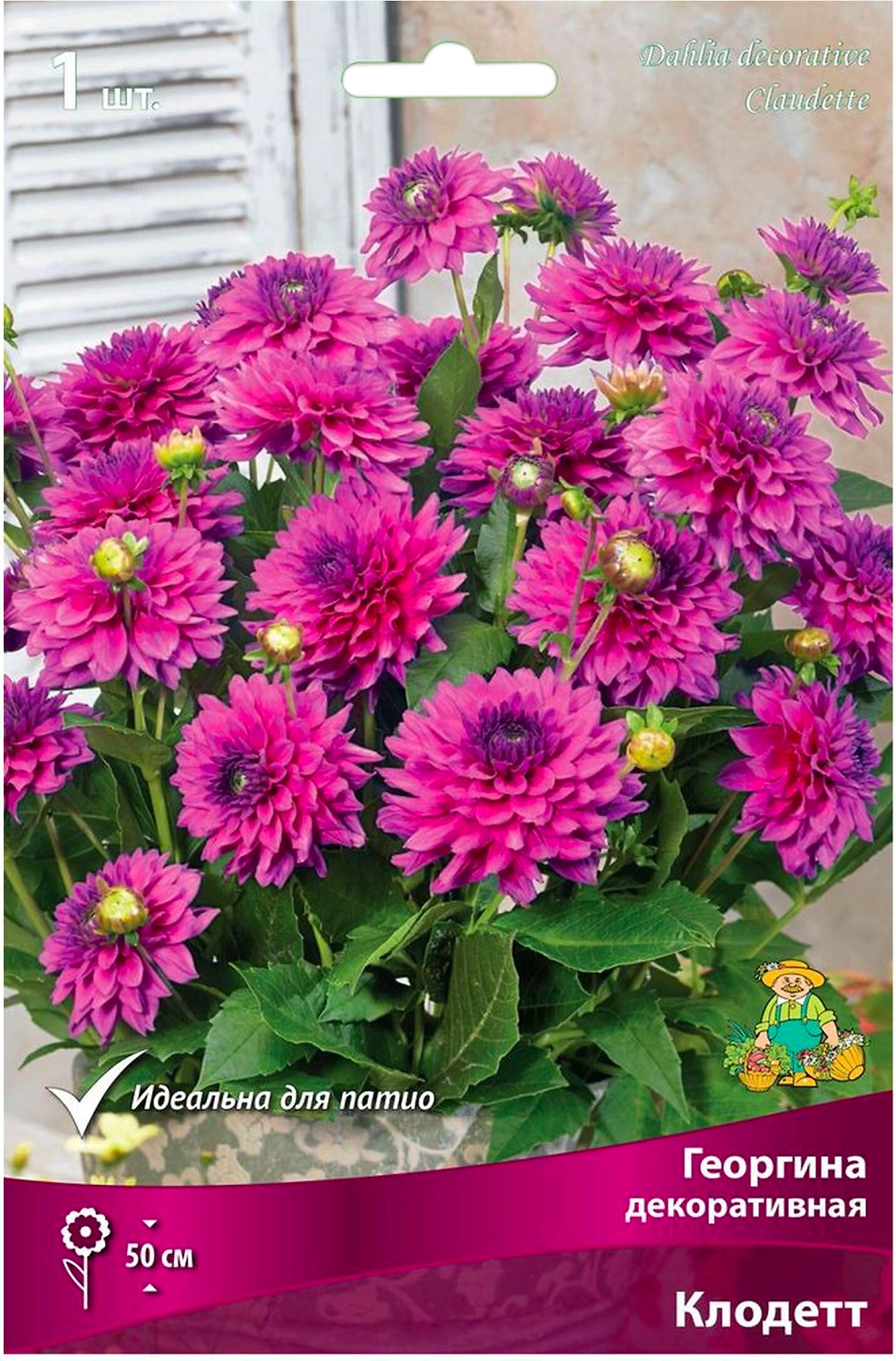 Клубень георгины ПОИСК Клодетт 1 шт