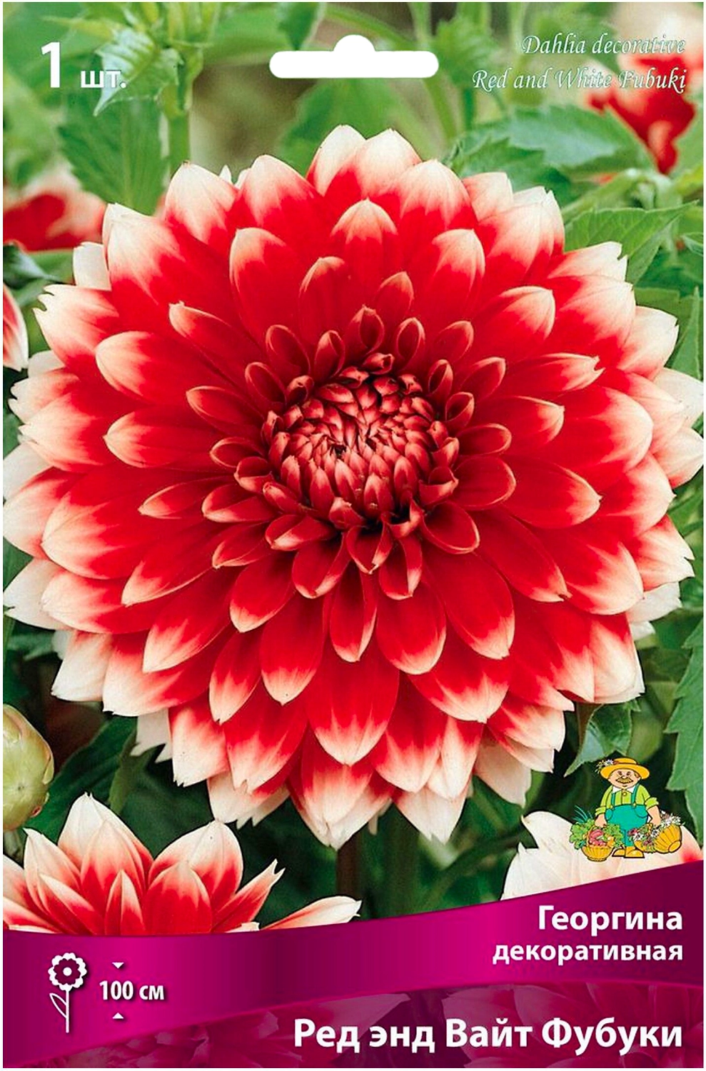 Клубень Георгины декоративной ПОИСК Ред энд Вайт Фубуки
