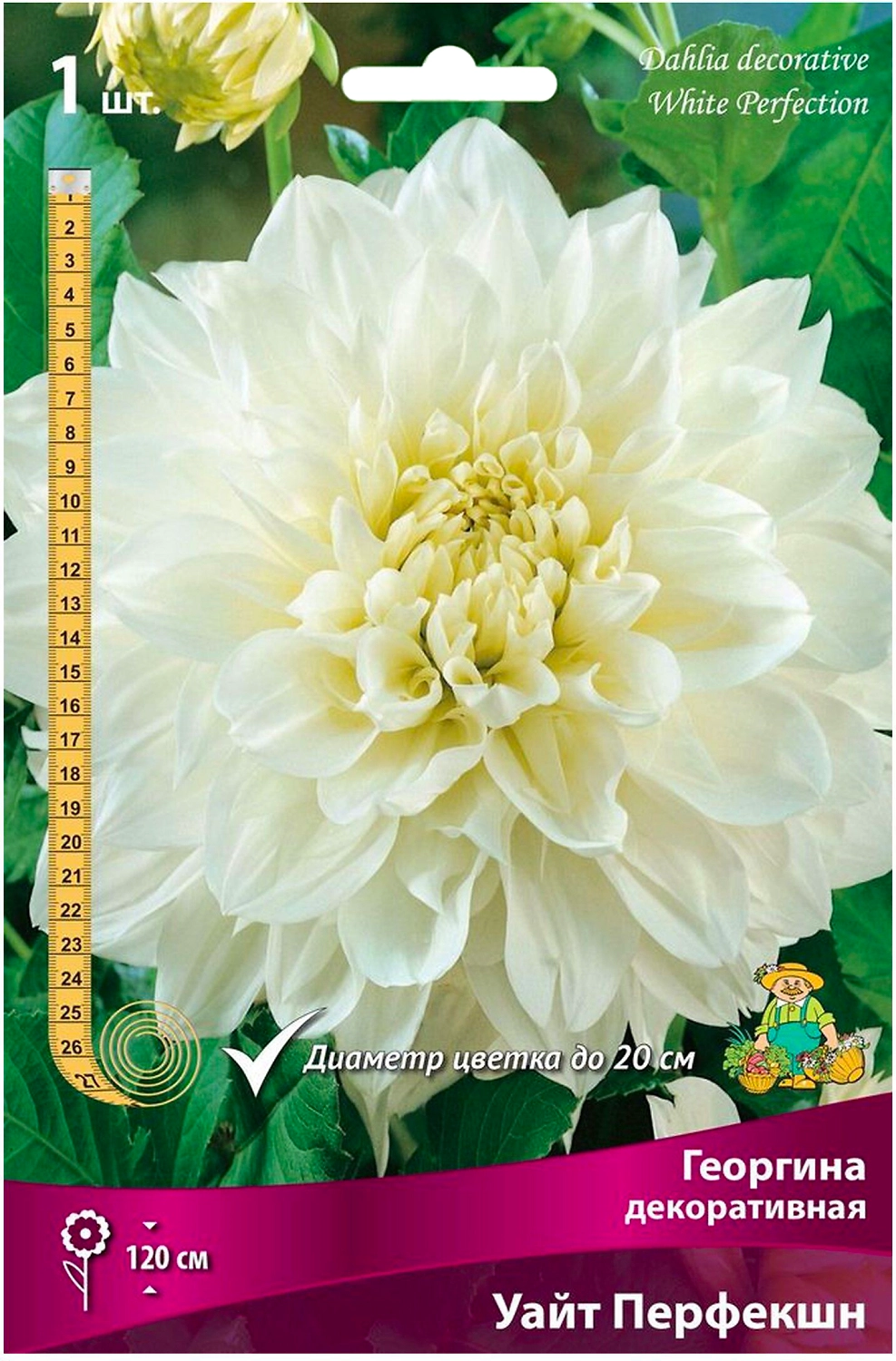 Клубень Георгины декоративной ПОИСК Уайт Перфекшн