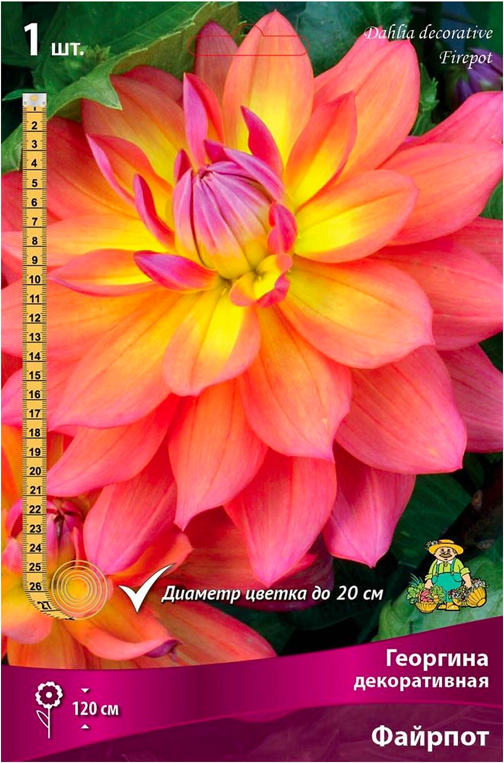 Клубни георгины декоративной ПОИСК Файрпот 1 шт