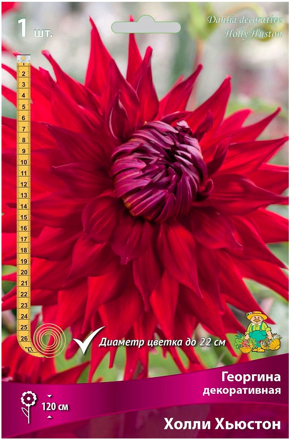 Клубень Георгины ПОИСК Холли Хьюстон