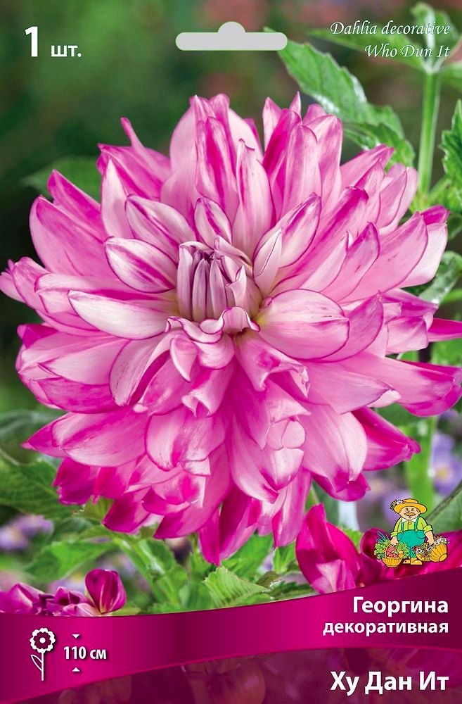 Семена Георгина многолетняя ху дан ит 1 шт