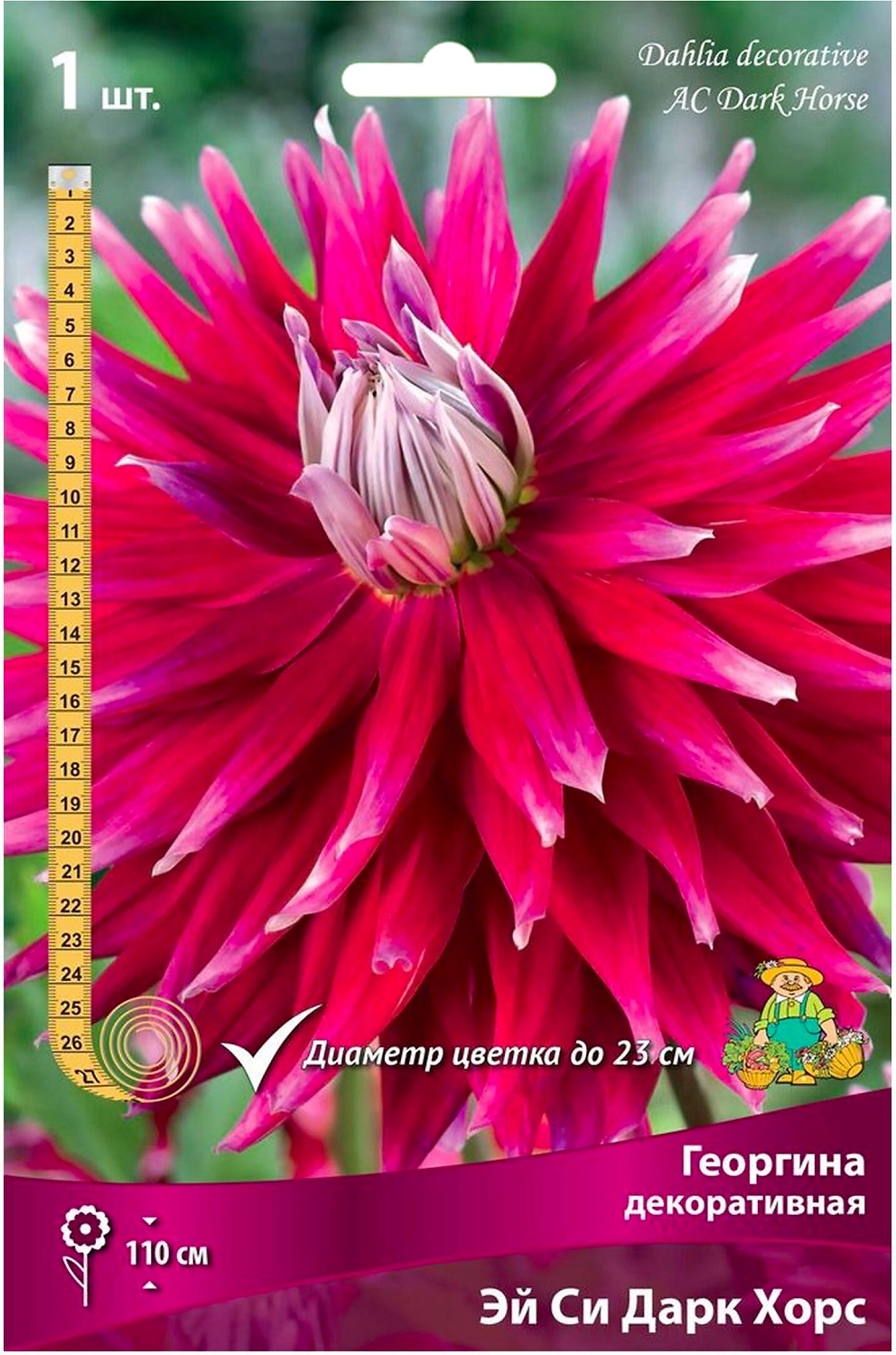 Клубни георгины декоративной ПОИСК Эй Си Дарк Хорс 1 шт
