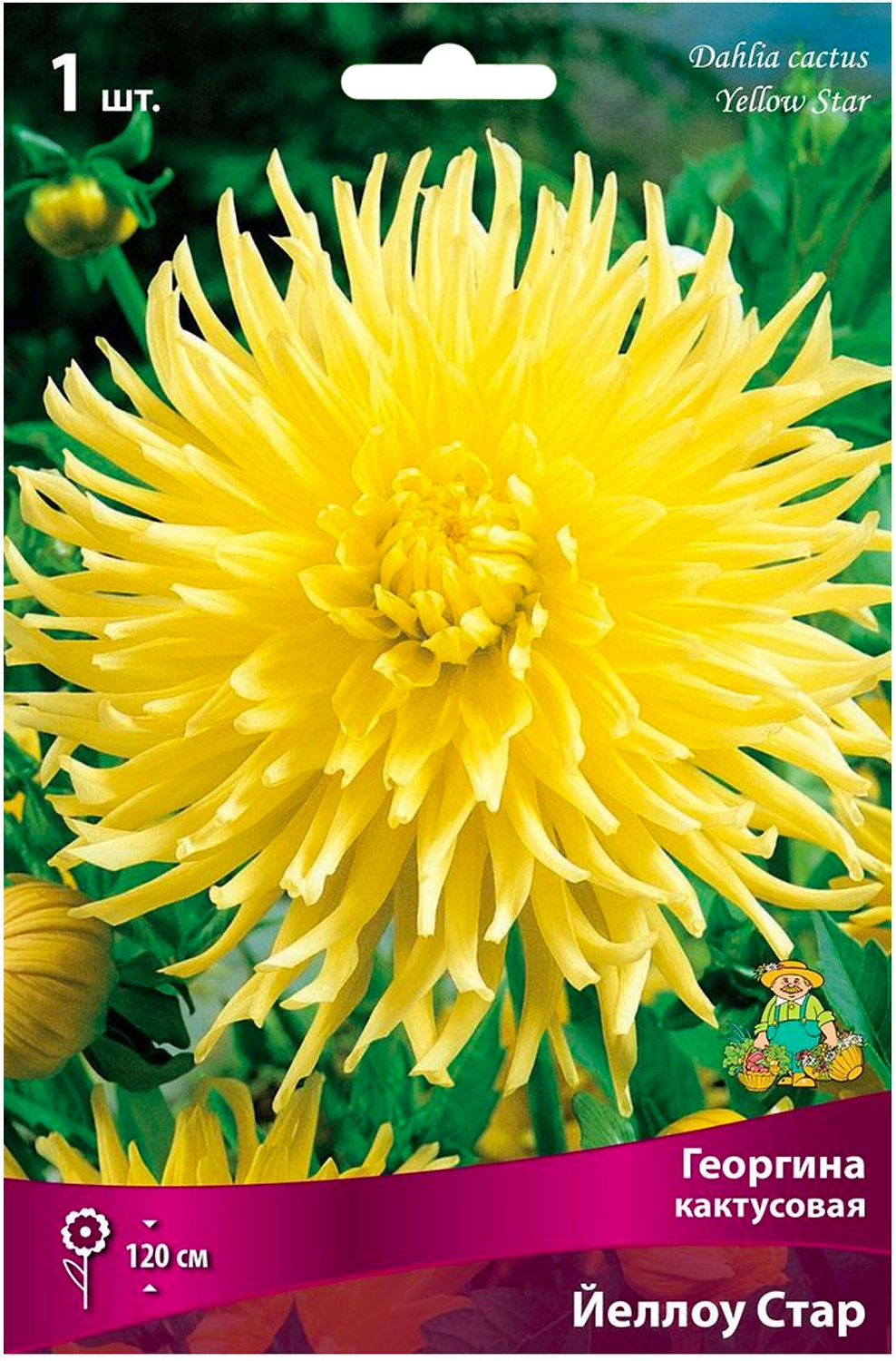 Клубень Георгины кактусовой ПОИСК Йеллоу Стар