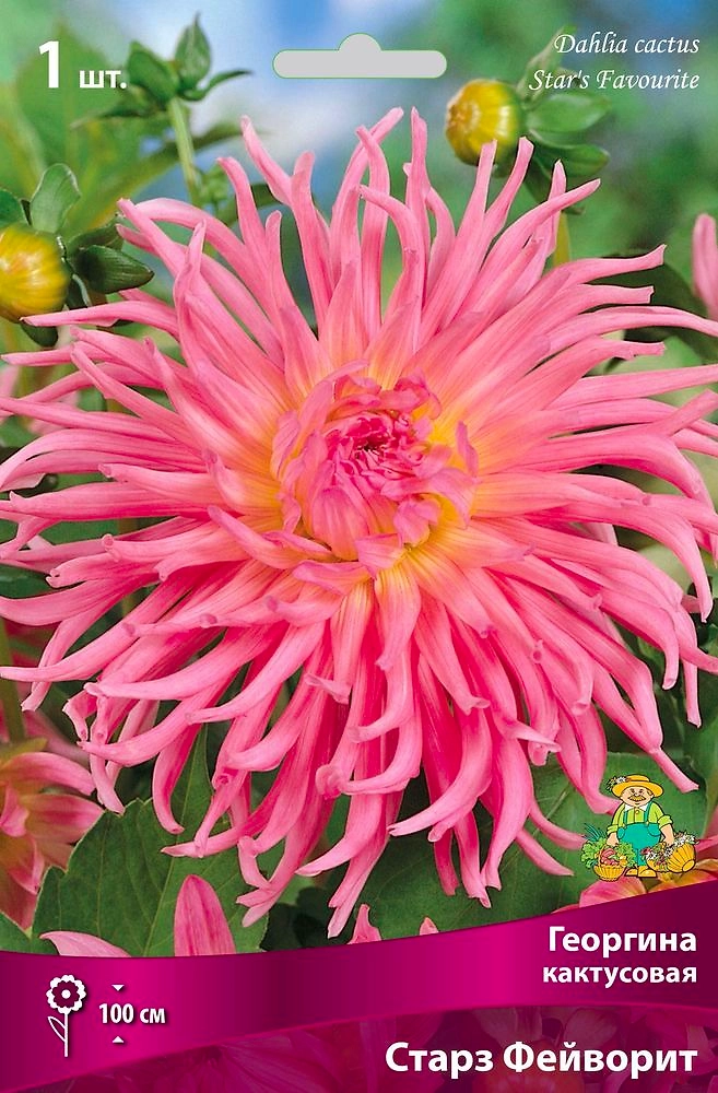 Семена Георгина многолетняя старз фейворит 1 шт
