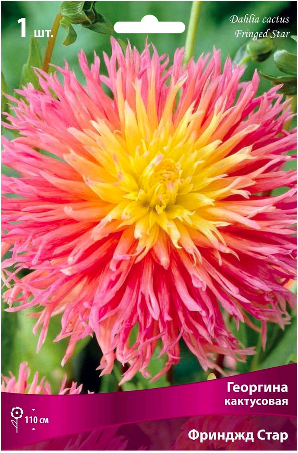 Клубни георгины кактусовой ПОИСК Фринджд Стар 1 шт