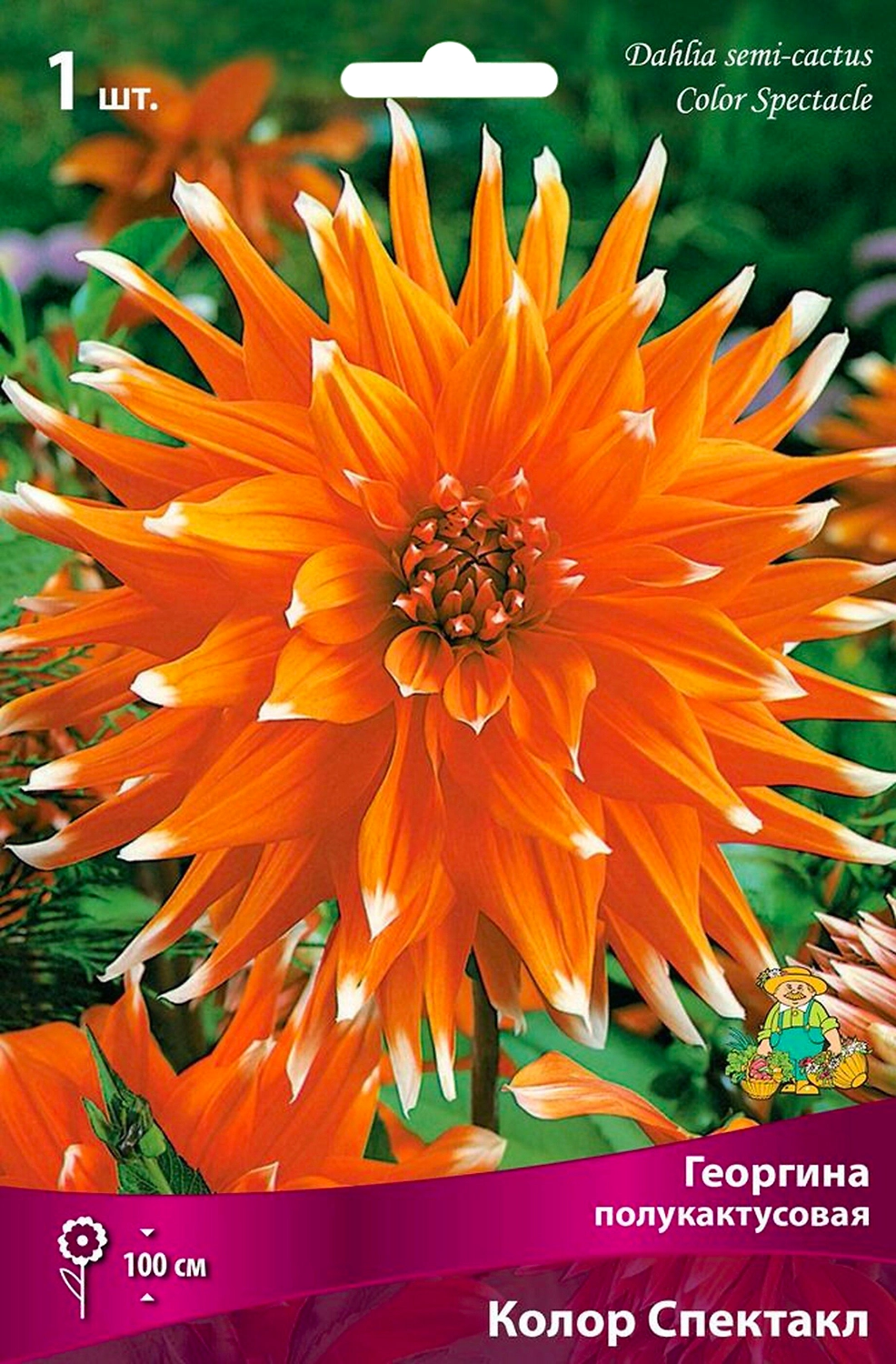 Луковица Георгины полукактусовой ПОИСК Колор Спектакл