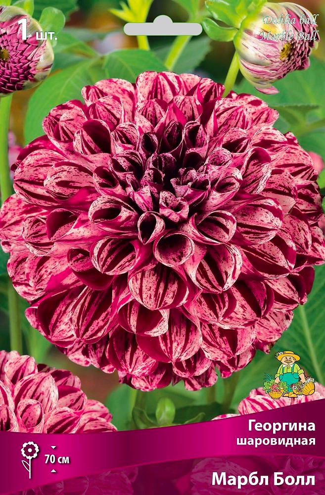 Семена Георгина многолетняя марбл болл 1 шт