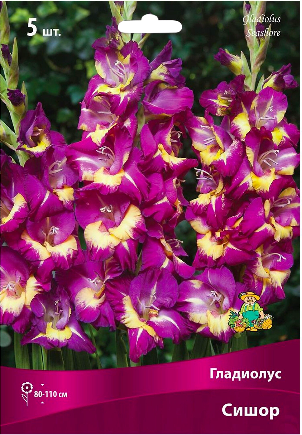 Луковицы гладиолуса крупноцветкового ПОИСК Сишор 5 шт