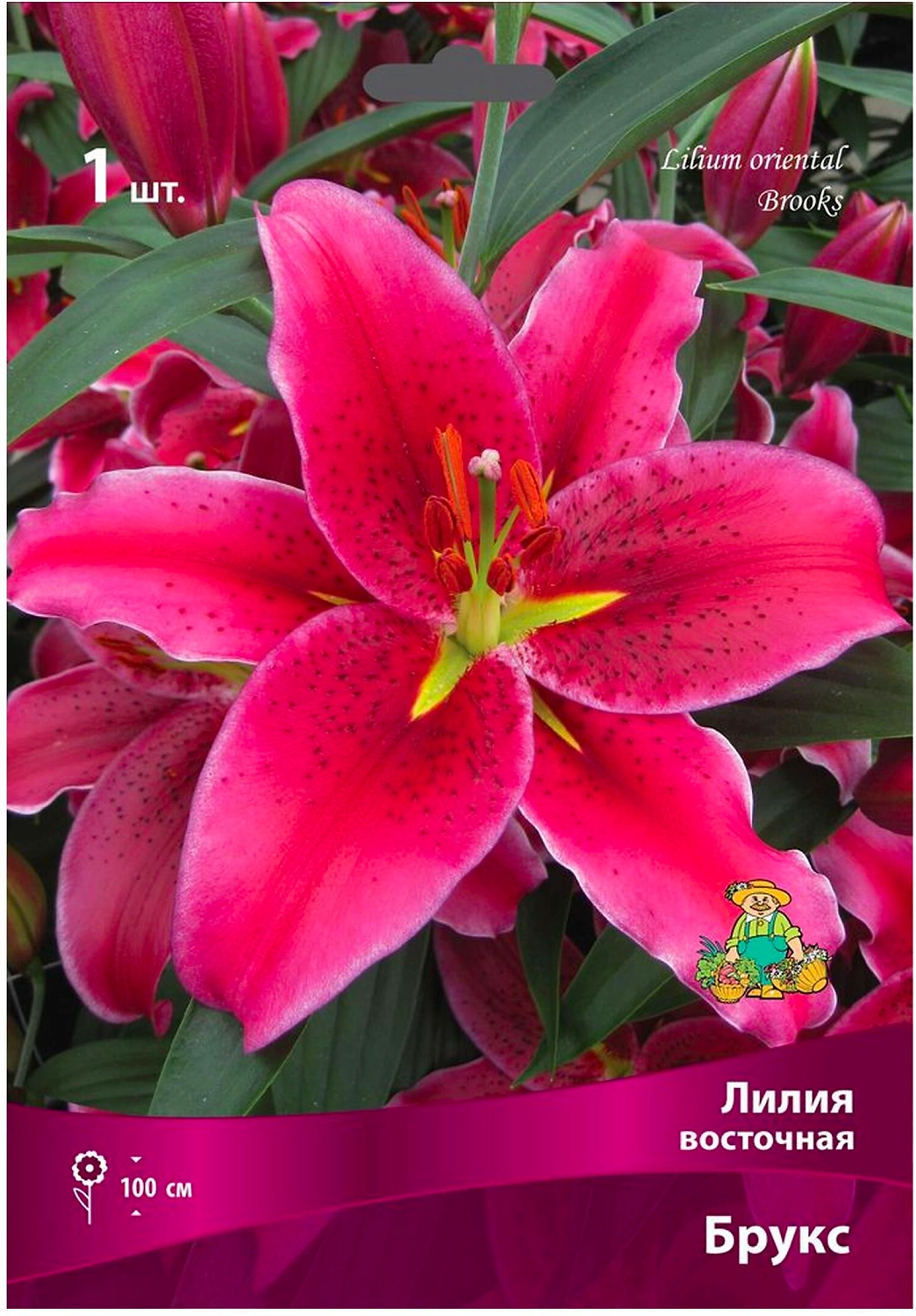 Луковица Лилии ПОИСК Брукс